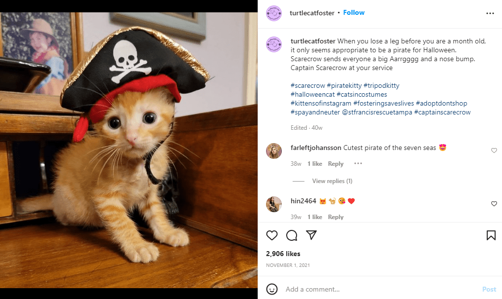 Halloweenowy kot — post w mediach społecznościowych