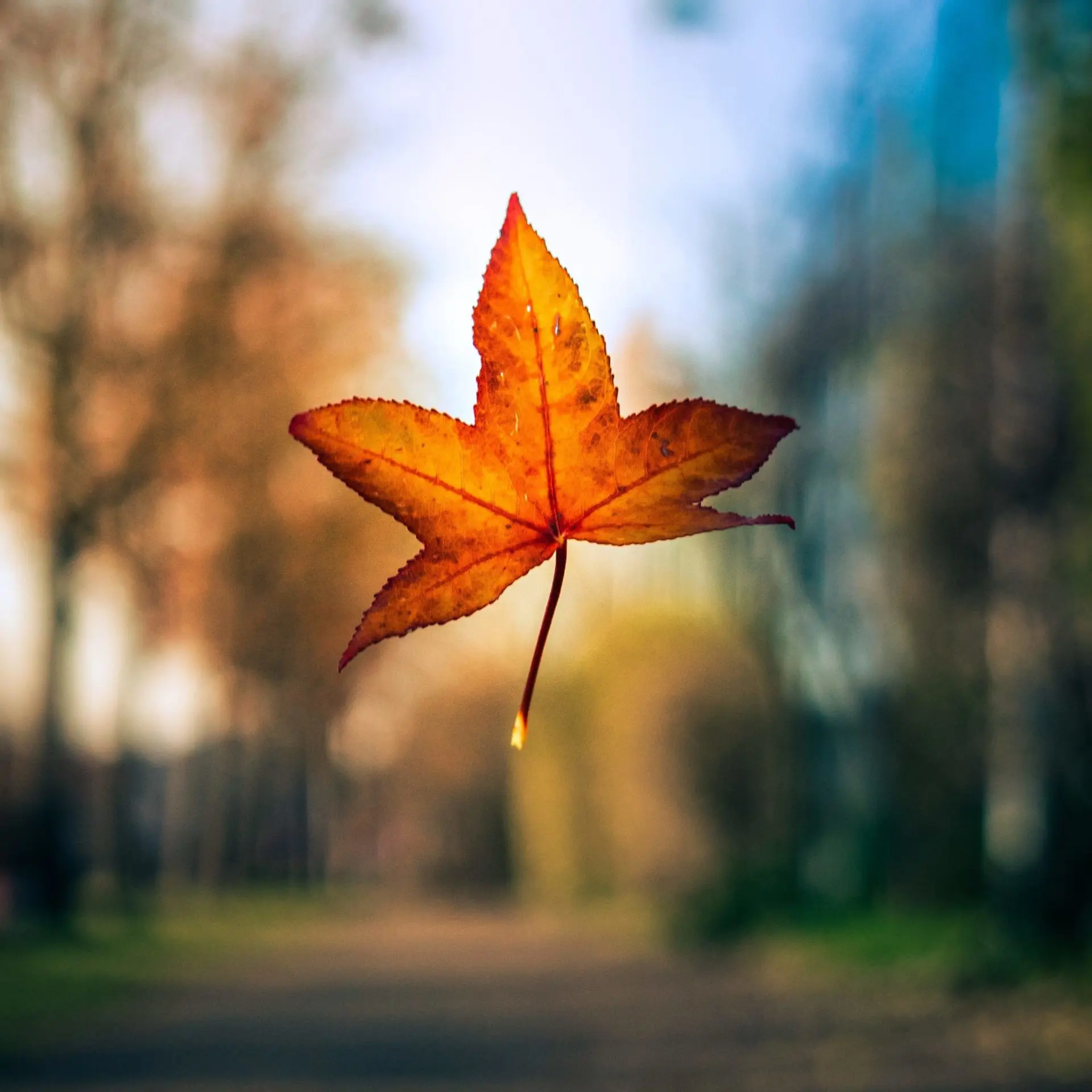 Autumn - October content Ideas