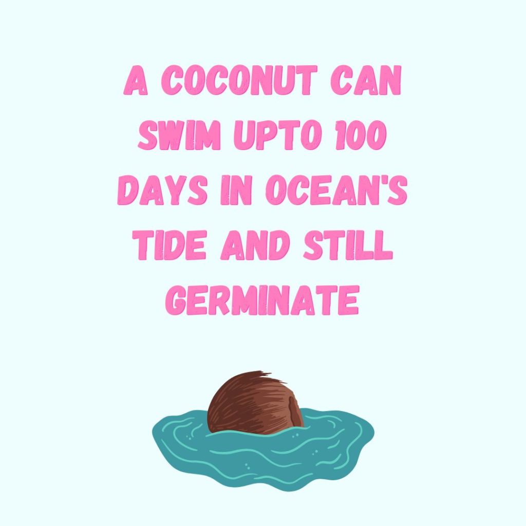 a coconut shell floating on the water. A coconut fun fact with coconut quote.