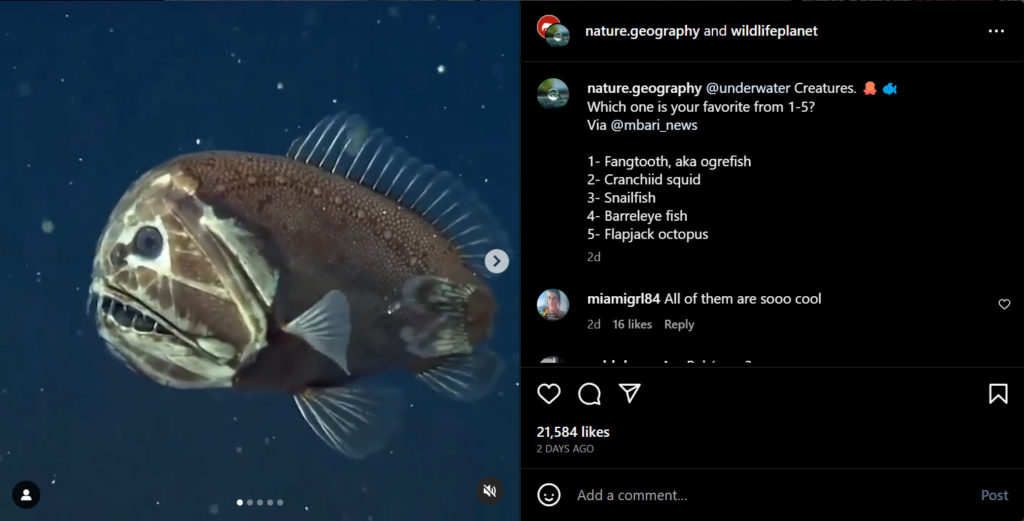 marine life content ideas