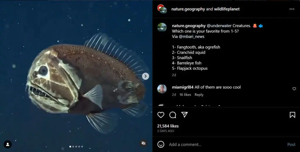 marine life content ideas