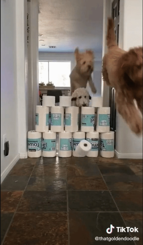 Level up TikTok challenge with pets. Dogs are jumping over the toilet paper piles.