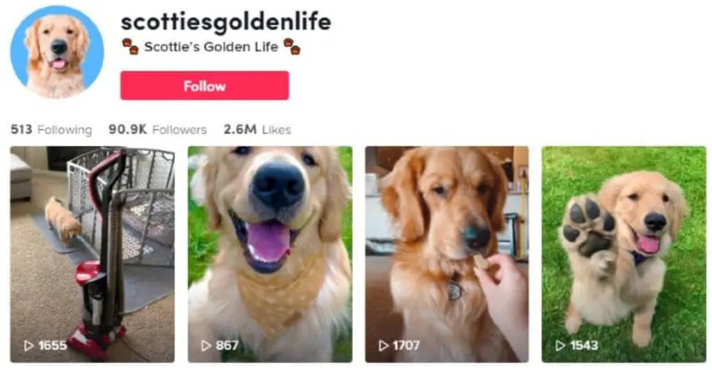 scittiesgoldenlife TikTok profile