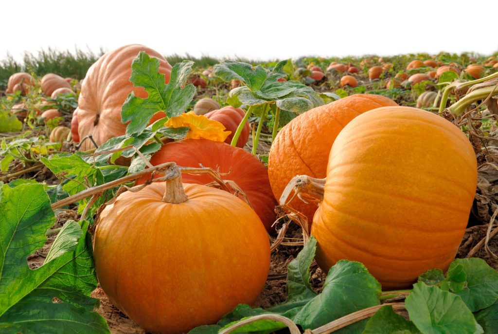 National Pumpkin Day