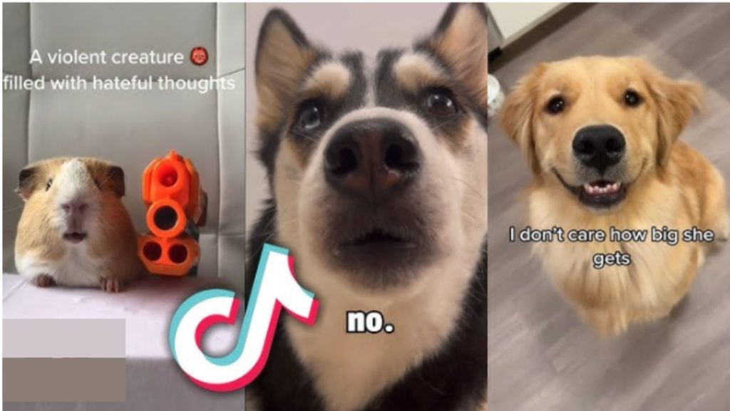 TikTok pet videos