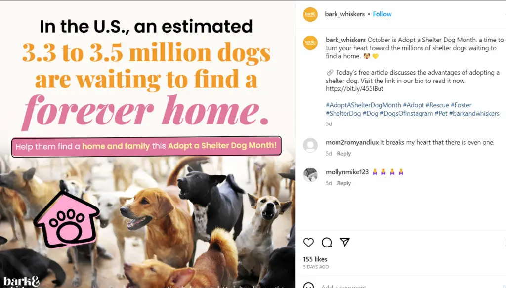 Content Ideas for October - Adopt a shelter dog