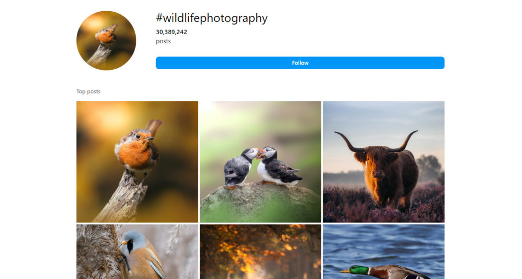 Hashtags cho nhiếp ảnh động vật hoang dã