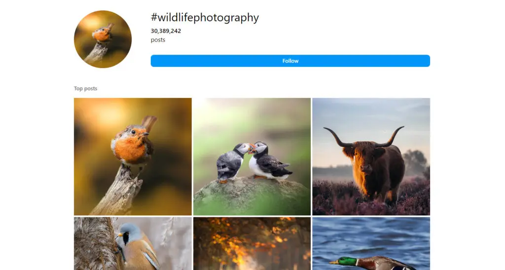 Hashtags for Wildlife Photography