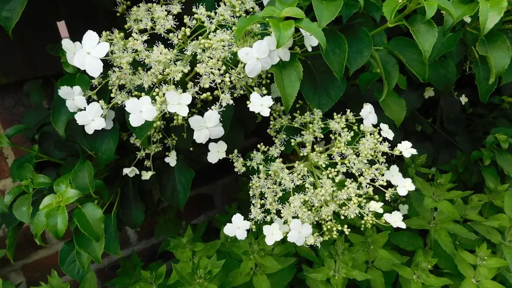 An image of white flowers